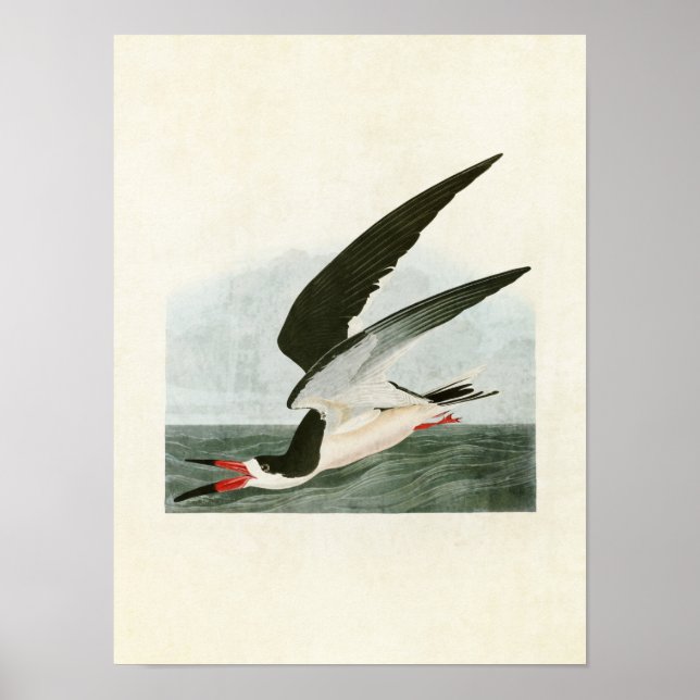Poster Plaque 323 | Black Skimmer ou Shearwater (Devant)