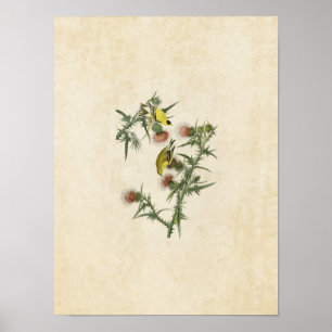 Poster Plaque 33   American Goldfinch   Oiseaux d'Amériqu