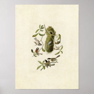 Poster Plaque 353 Souris à dos de châtaignes