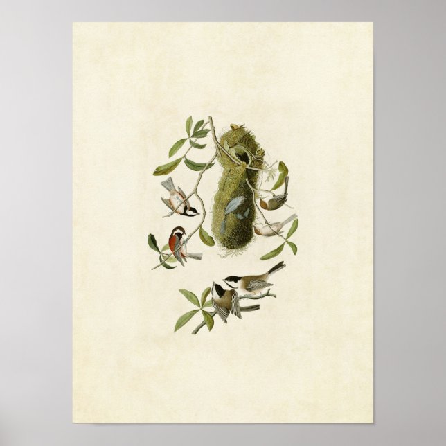 Poster Plaque 353 | Souris à dos de châtaignes (Devant)