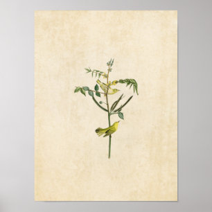Poster Plaque 35 Paruline pour enfants Oiseaux d'Amér
