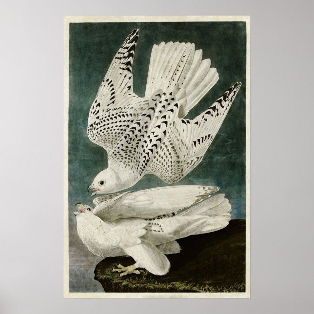 Poster Plaque 366 | Islande ou Jer Falcon (Devant)