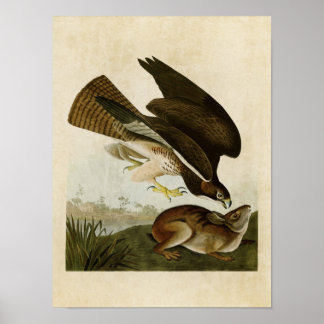 Poster Plaque 372 | Boule commune | Oiseaux d'Amérique