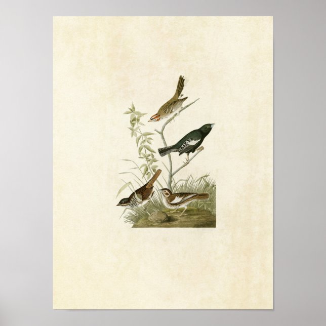 Poster Plaque 390 | Lark Finch, Prairie Finch & Sparrow (Devant)