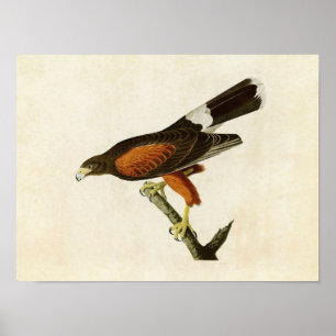 Poster Plaque 392   Louisiana Hawk   Oiseaux d'Amérique