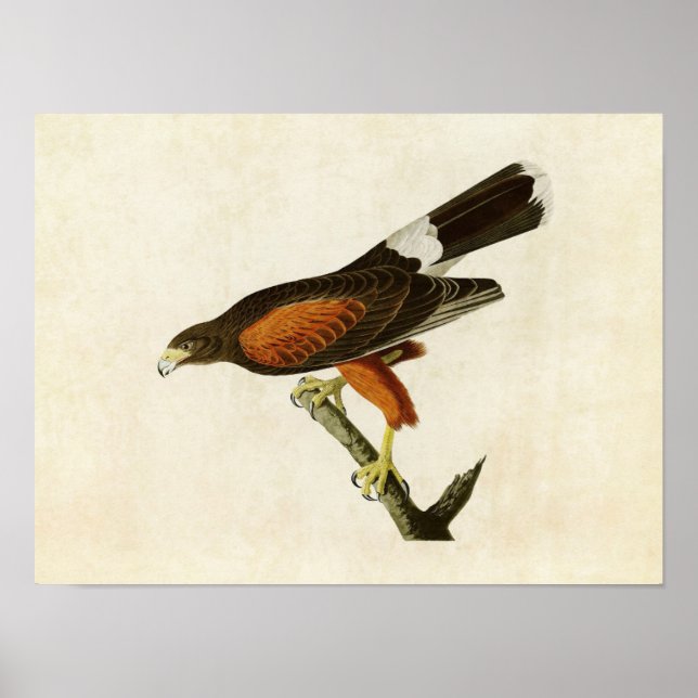 Poster Plaque 392 | Louisiana Hawk | Oiseaux d'Amérique (Devant)