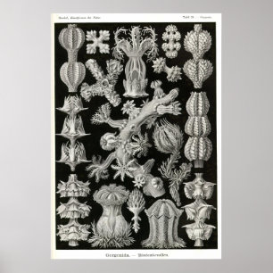 Poster Plaque 39 Gorgonia