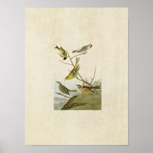 Poster Plaque 400 Siskin, Redpoll, Tanager & Finch