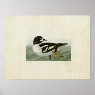 Poster Plaque 403   Canard oculaire doré   Oiseaux d'Amér