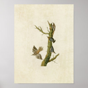 Poster Plaque 415   Brown Creeper et California Nuthatch