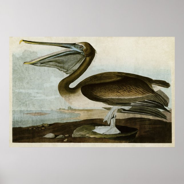 Poster Plaque 421 | Pélican Brown | Oiseaux d'Amérique (Devant)