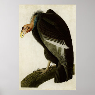 Poster Plaque 426 Vautour californien Oiseaux d'Améri