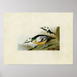 Poster Plaque 429 Canard occidental Oiseaux d'Amériqu