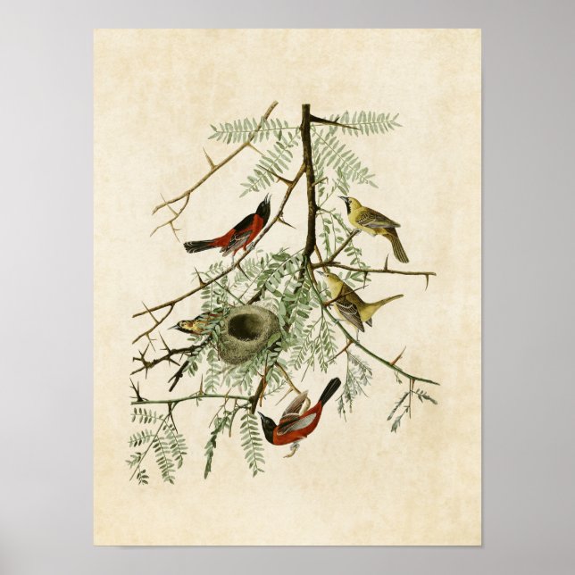 Poster Plaque 42 | Orchard Oriole | Oiseaux d'Amérique (Devant)