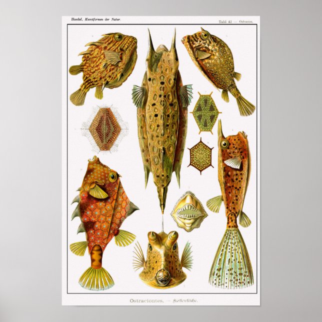 Poster Plaque 42. Ostraciontes. (Devant)