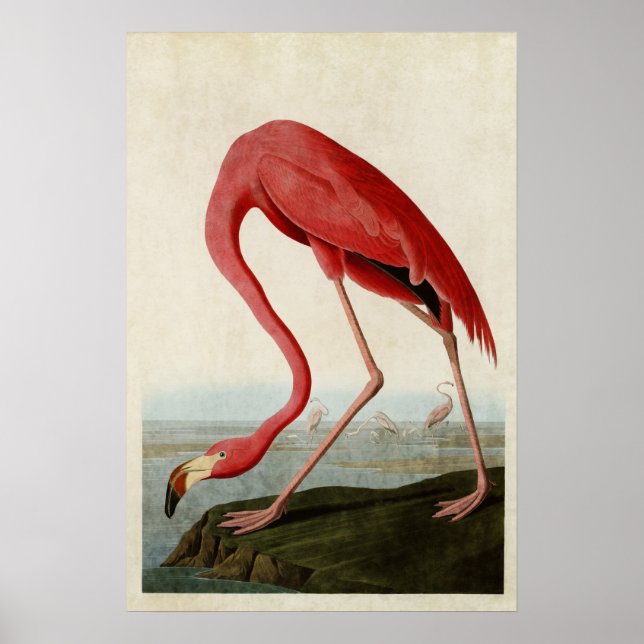 Poster Plaque 431 | Flamant rose américain | Oiseaux d'Am (Devant)