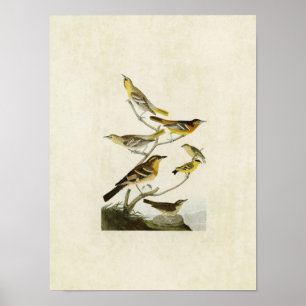 Poster Plaque 433   Orioles, Goldfinch et Thrushes