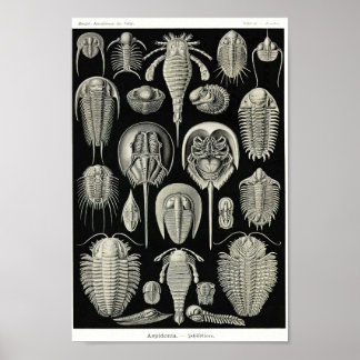 Poster Plaque 47. Aspidonia.