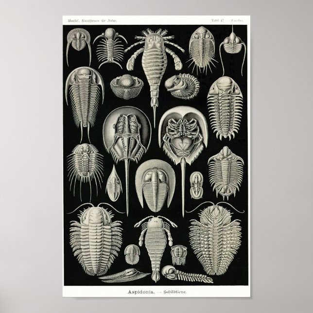 Poster Plaque 47. Aspidonia. (Devant)