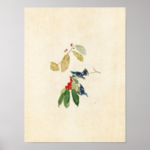 Poster Plaque 48 Paruline azur Oiseaux d'Amérique