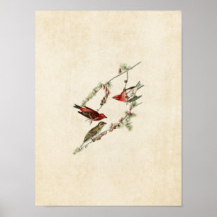 Poster Plaque 4   Purple Finch   Oiseaux d'Amérique