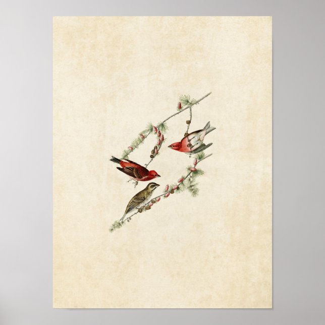 Poster Plaque 4 | Purple Finch | Oiseaux d'Amérique (Devant)