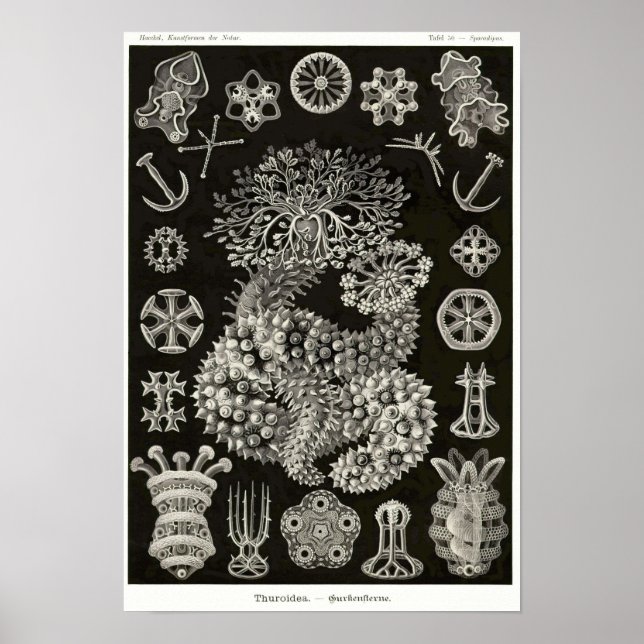 Poster Plaque 50. Thuroidea. (Devant)