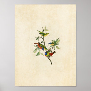 Poster Plaque 53   Finche peinte   Oiseaux d'Amérique