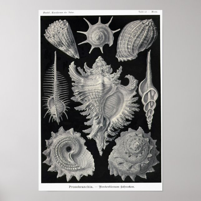 Poster Plaque 53. Prosobranchia. (Devant)