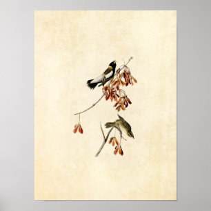 Poster Plaque 54   Rice Bird   Oiseaux d'Amérique