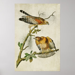 Poster Plaque 56   Buse à épaulettes   Oiseaux d'Amérique
