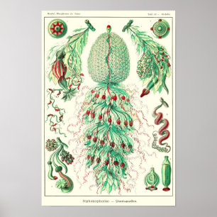 Poster Plaque 59.Strobalia coupola.