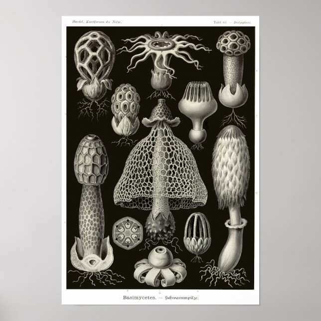 Poster Plaque 63. Basidiomycètes. (Devant)