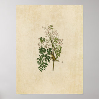 Poster Plaque 63 | Vireo ou godets blancs