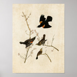 Poster Plaque 67 Moucherolle à ailes rouges ou oiseau-n
