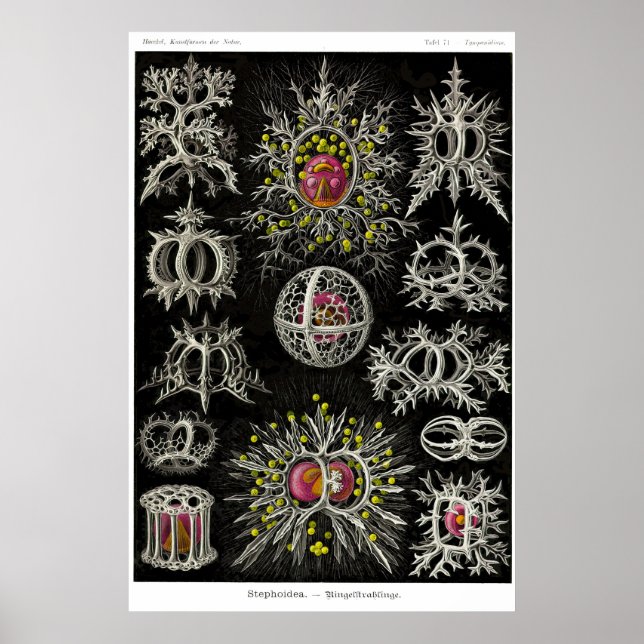 Poster Plaque 71. Stephoïde (Devant)