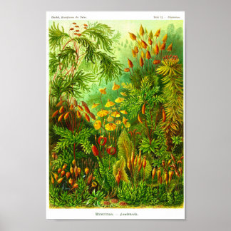 Poster Plaque 72. Muscinae.