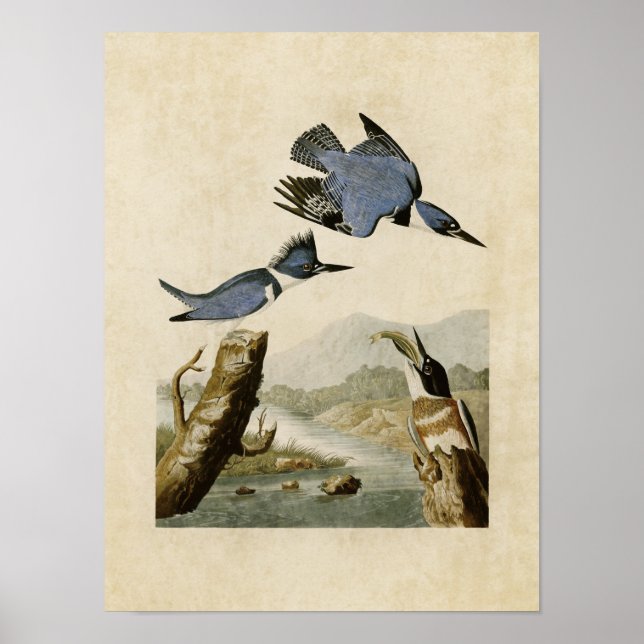 Poster Plaque 77 | Martin-pêcheur Belted | Oiseaux d'Amér (Devant)
