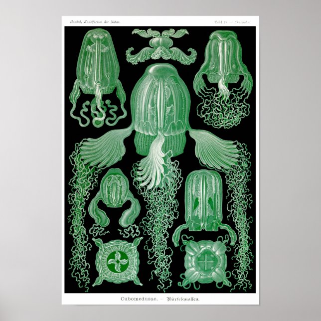 Poster Plaque 78. Cubomedusae. (Devant)