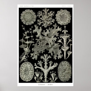 Poster Plaque 83. Lichens.