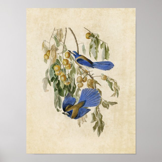 Poster Plaque 87 | Florida Jay | Oiseaux d'Amérique (Devant)