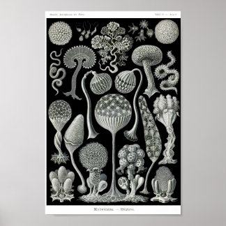 Poster Plaque 93. Mycetozoa.