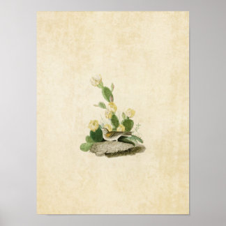 Poster Plaque 94 | Finch à herbe ou Bunting à ailes