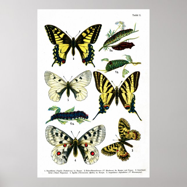 Poster Plaque à papillons I 24" x 36" (Devant)