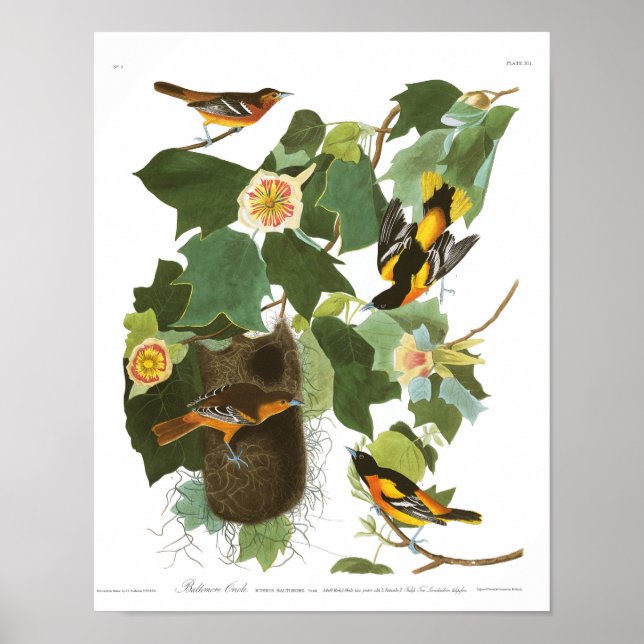 Poster Plaque Audubon 12 Baltimore Oriole (Devant)