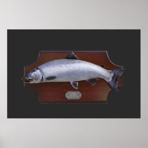 Poster Plaque d'affichage Coho Saumon Trophée