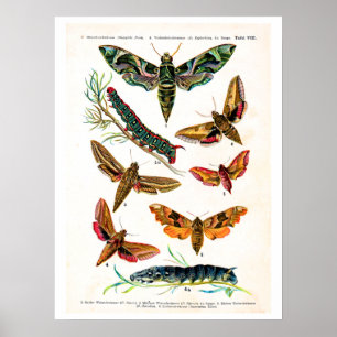 Poster Plaque d'antiquités, papillons d'Europe : plaque 8