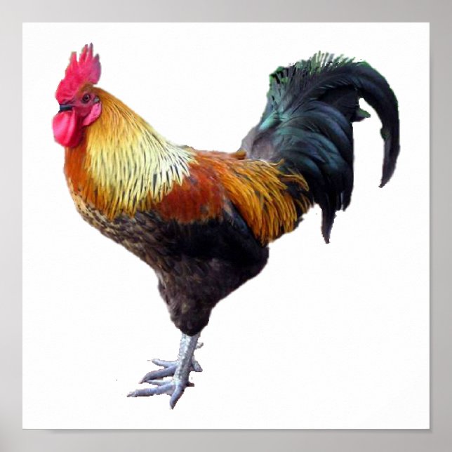 Poster Plaque de coq (Devant)