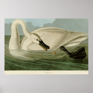 Poster Plaque de litho antique de cygne trompette Audubon
