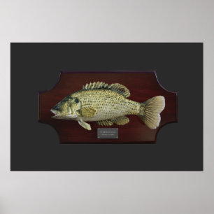 Poster Plaque de trophée de basse rayée